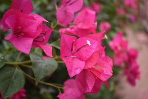 Flowers with Rain Drops