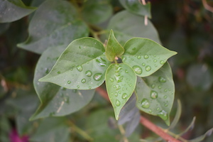 Leaves with Rain Drops