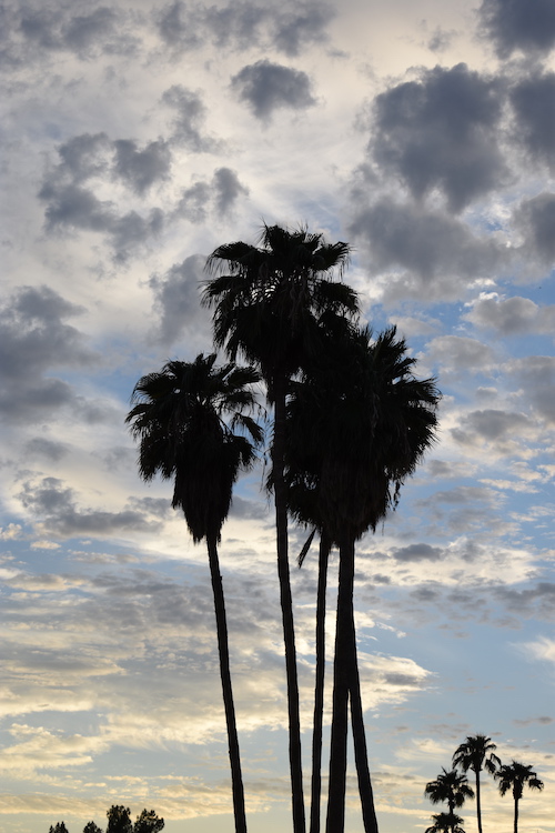 Palm Trees at Sunset